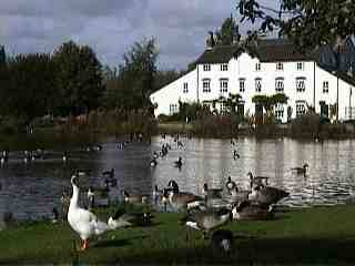 Wild Geese Gather on the Pool on Sunday 8th October 2000